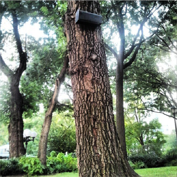 Mailbox for Birds-Squirrels-Union Square-NYC-Tree