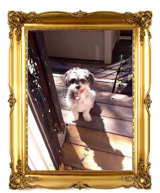 My Good Dog NYC-Gold Frame-Licensed Dog