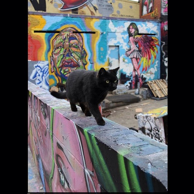 Graffiti Cat 5 Pointz-Baxter-NYC-Rachel Fawn Alban-Street Art