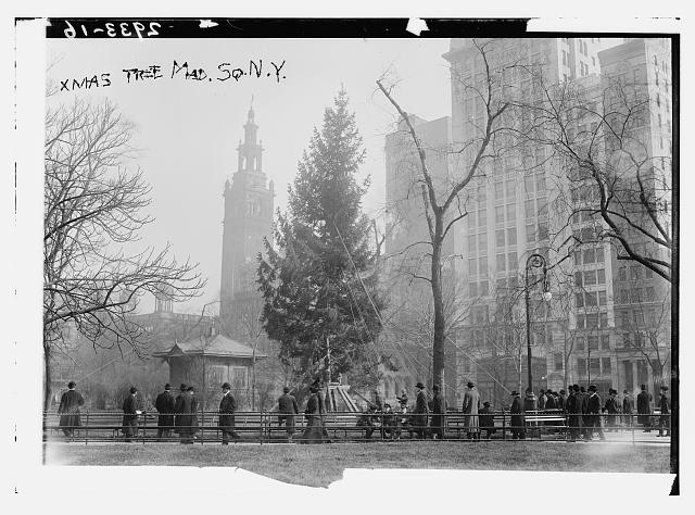 madison square park christmas tree 1912 flatiron district new york untapped cities samantha sokol