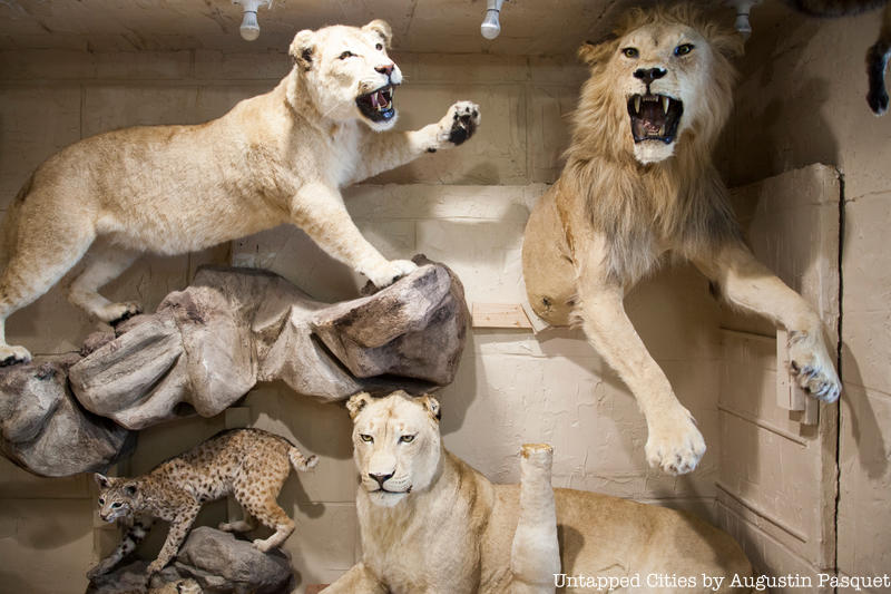 Closing of Torah Animal World Museum in Brooklyn Which Displays Every Animal  from the Bible - Untapped New York