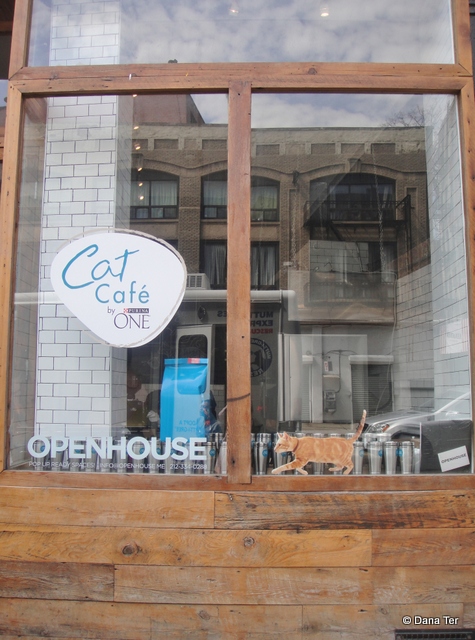 Cat Cafe-1-NYC-Untapped Cities-Dana Ter