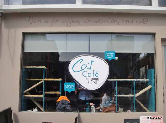 Cat Cafe-6-NYC-Untapped Cities-Dana Ter