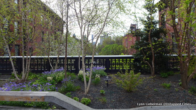 The High Line in bloom