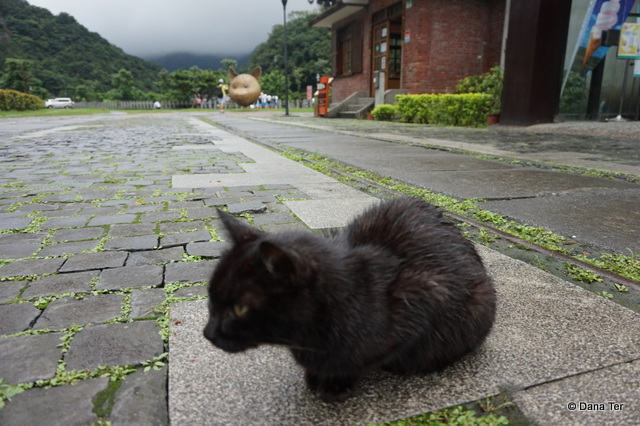 Cat Village-cat1-Taipei-Untapped Cities-Dana Ter