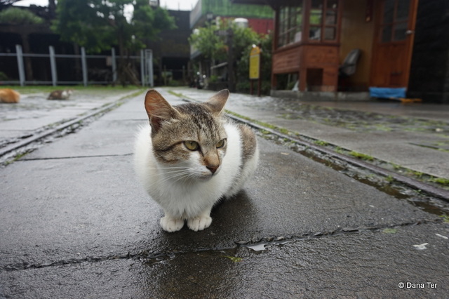 Cat Village-cat2-Taipei-Untapped Cities-Dana Ter