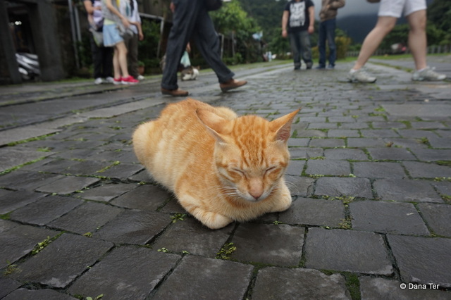 Cat Village-cat3-Taipei-Untapped Cities-Dana Ter