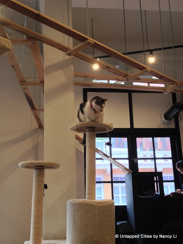 The Cat Cafe-Singapore-2