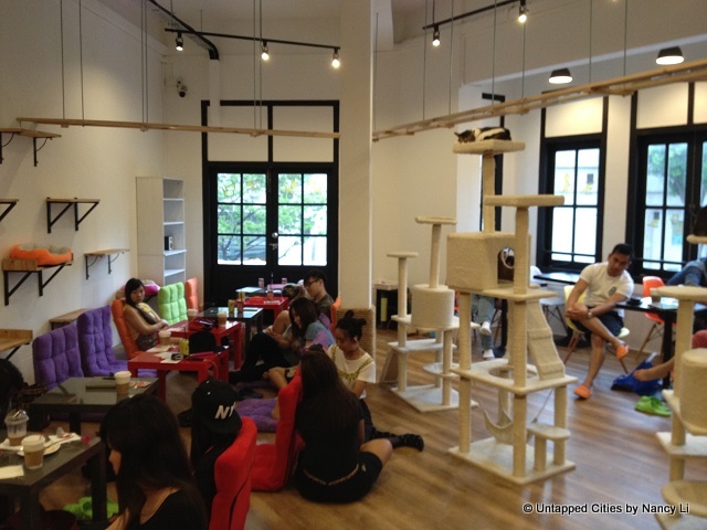 The Cat Cafe-Singapore