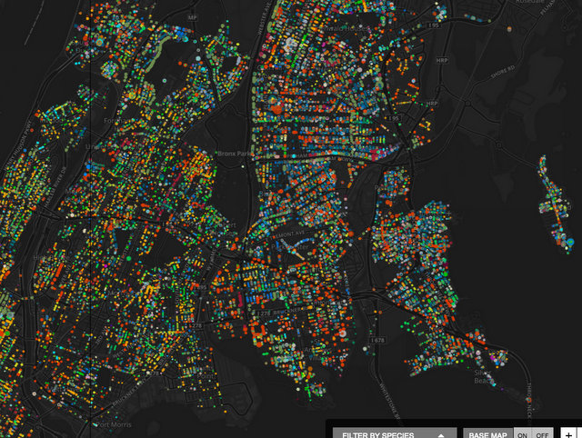 NYC Street Trees by Species-Jill Hubley-Fun Maps-Open Data-NYC.41 PM