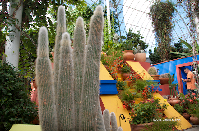 The cactus known as El Viejito, or little old man, was the favorite of Kahlo's lover, Leon Trotsky. 