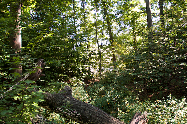 Fallen trees from Hurricane Sandy will decompose, providing nutrients for the next generation.