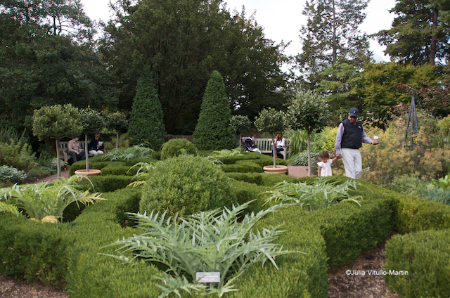 Penelope Hothouse designed the evergreen boxwood parterre, the Herb Garden's centerpiece.