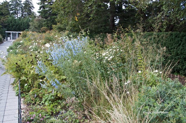 Piet Oudolf uses native, resilient, low-maintenance plants in the Seasonal Walk.