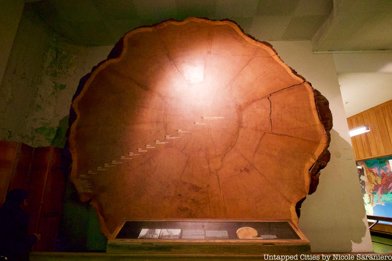 Cross section of a giant sequoia tree on display at the American Museum of Natural History