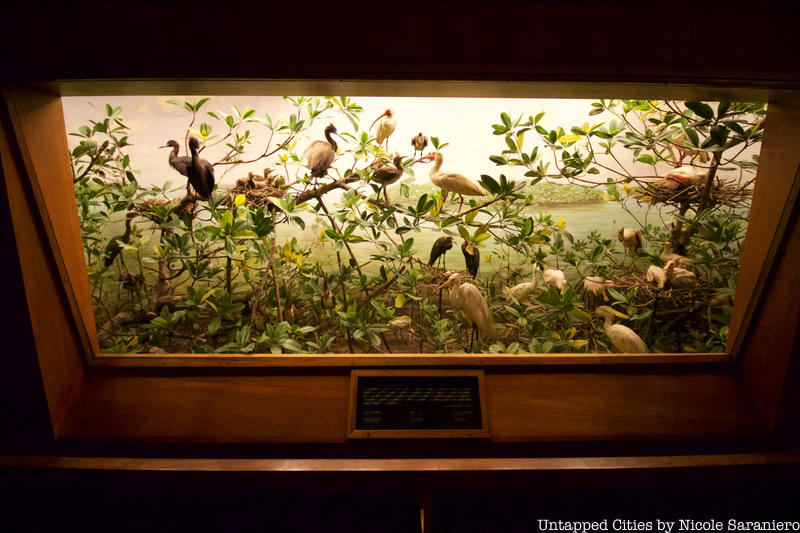 Bird diorama at the AMNH