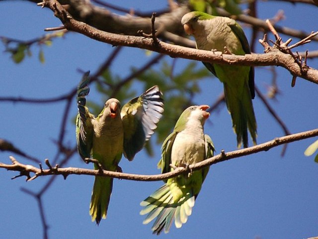 Monk Parrots-Green-Wood Cemetery-South America-Steve Baldwin-Brooklyn-003