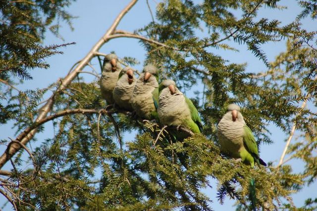 Monk Parrots-Green-Wood Cemetery-South America-Steve Baldwin-Brooklyn-005