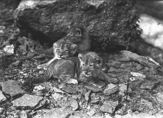 Wildlife Conservation Society-Vintage Photographs-Bronx Zoo-New York Aquarium-NYC-007