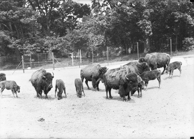 Wildlife Conservation Society-Vintage Photographs-Bronx Zoo-New York Aquarium-NYC-017