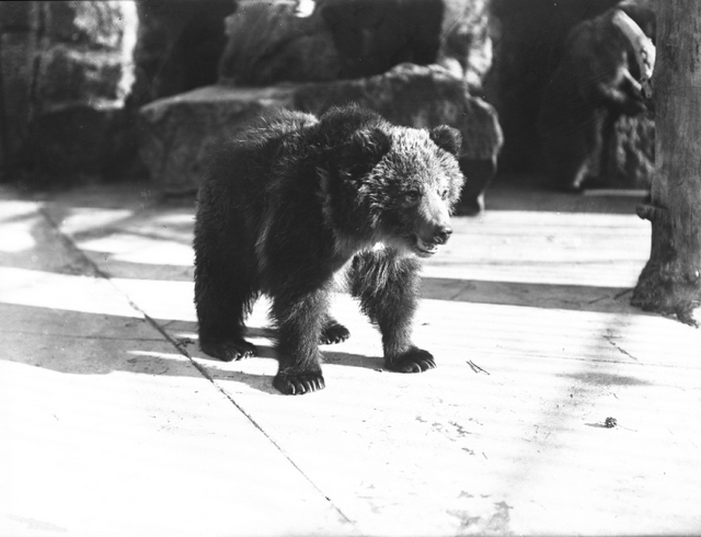 Wildlife Conservation Society-Vintage Photographs-Bronx Zoo-New York Aquarium-NYC