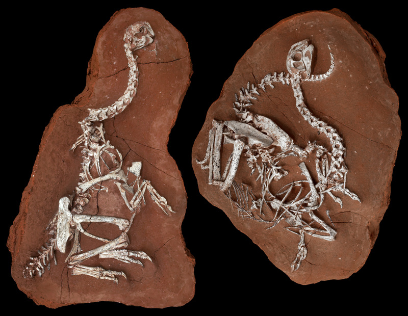 1-6. Khaan fossils-dinosaurs among us untapped cities afinelyne