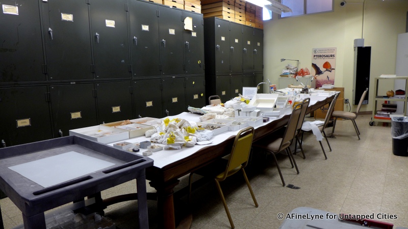 Behind the Scenes Division of Paleontology Museum of Natural History Untapped Cities AFineLyne