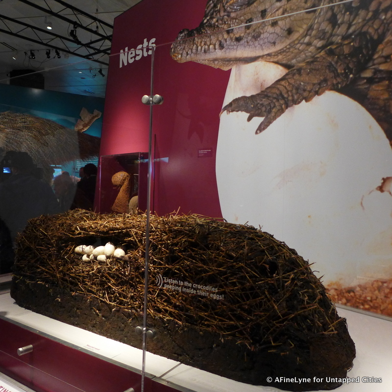 Dinosaur Egg Nests Untapped Cities AFineLyne