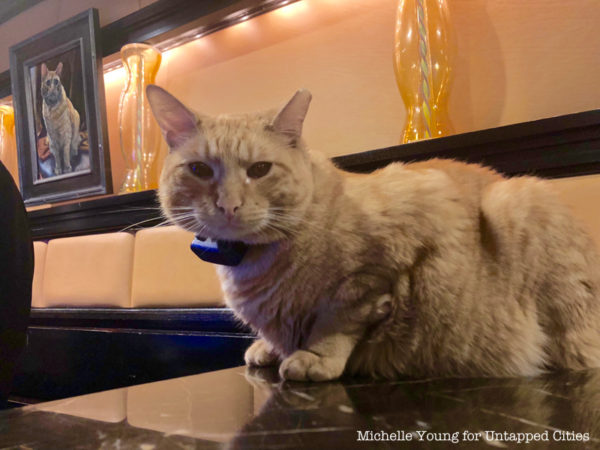 Meet Hamlet The Algonguin Hotel's New Residential Cat Untapped New York