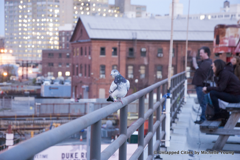 Fly by Night-Duke Riley-Creative Time-Pigeons-Brooklyn Navy Yard-NYC_18