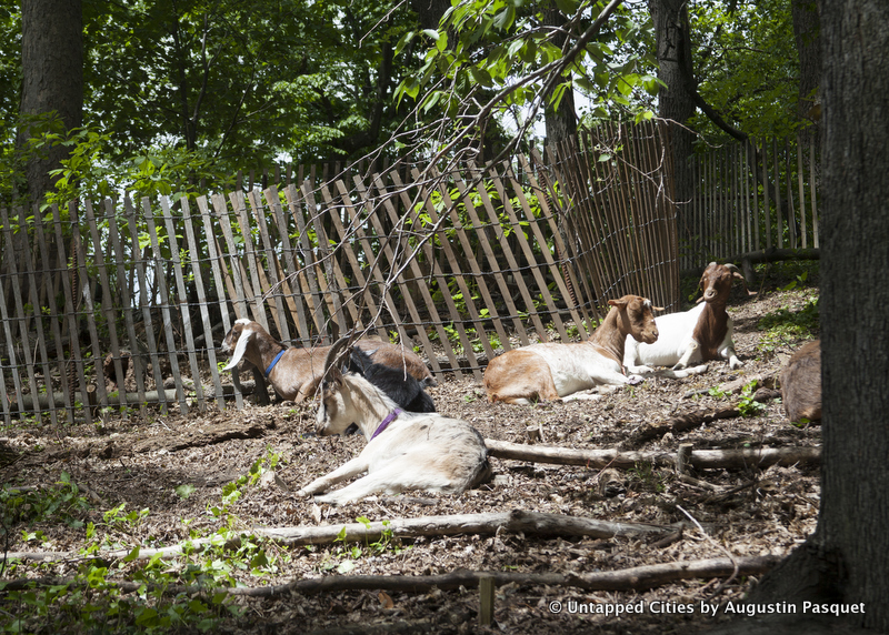 Prospect Park Goats-Superstorm Sandy-Woodlands Restoration-Vale of Cashmere-Green Goats-Brooklyn-NYC_3-001