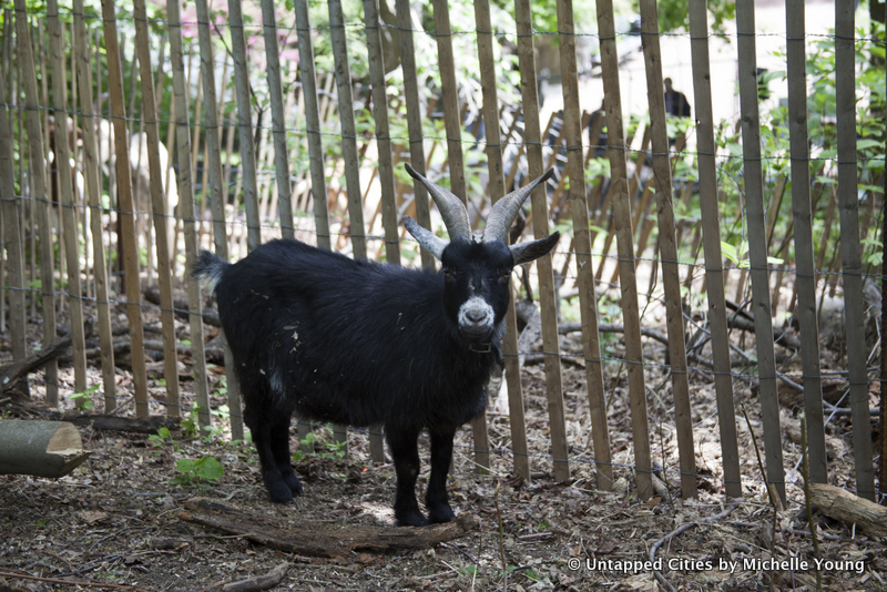Prospect Park Goats-Superstorm Sandy-Woodlands Restoration-Vale of Cashmere-Green Goats-Brooklyn-NYC_6