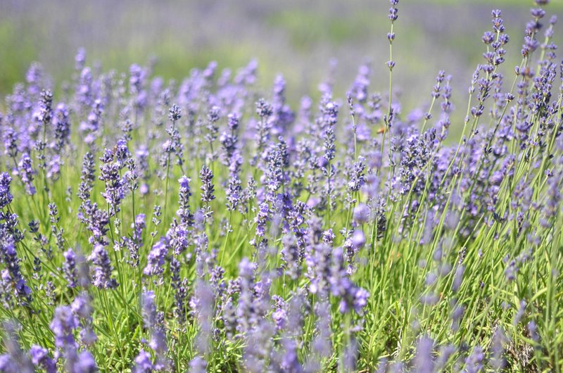 Lavender by the Bay-Marion-Farm-Long Island-NYC-2