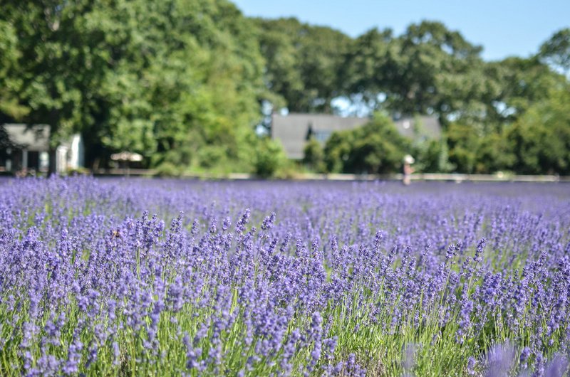 Lavender by the Bay-Marion-Farm-Long Island-NYC-4