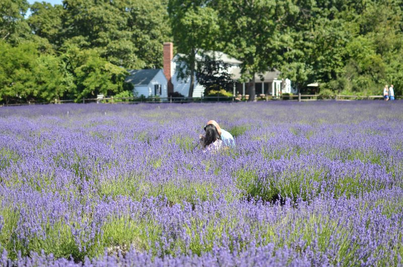 Lavender by the Bay-Marion-Farm-Long Island-NYC-6
