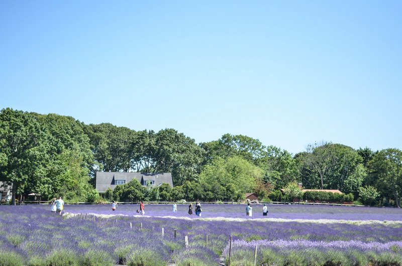 Lavender by the Bay-Marion-Farm-Long Island-NYC