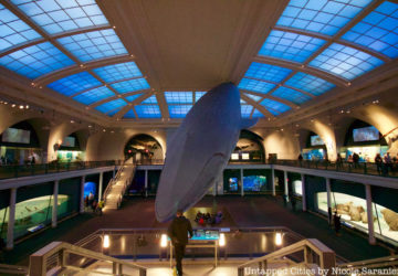 Blue whale sculpture hanging from the ceiling at the American Museum of Natural History
