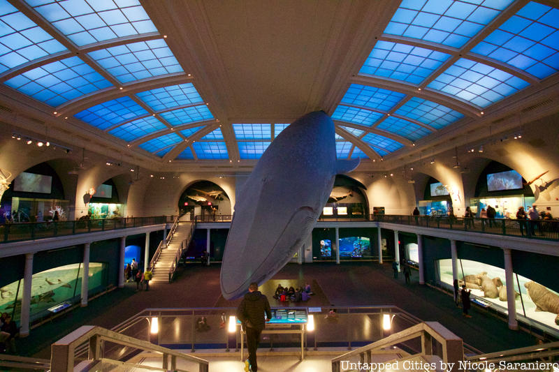 Blue whale sculpture hanging from the ceiling at the American Museum of Natural History