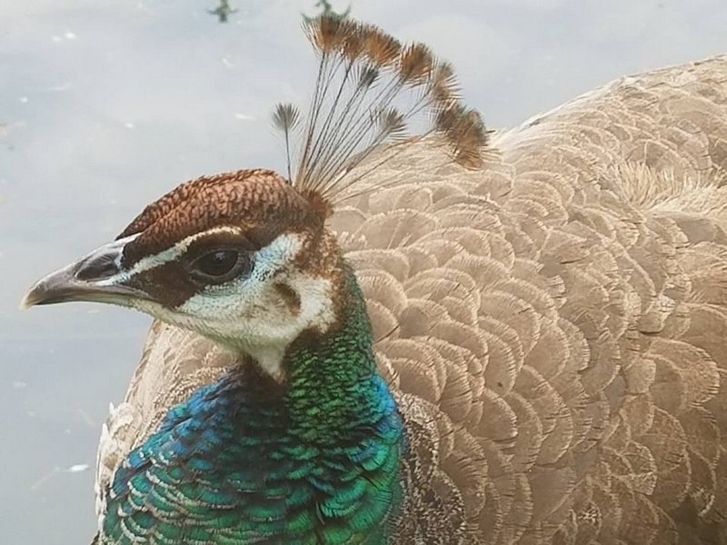 peacock-bronx-zoo-maureen-seaberg-liptensity-mac-cosmetics-colors-tetrachromat-nyc-2