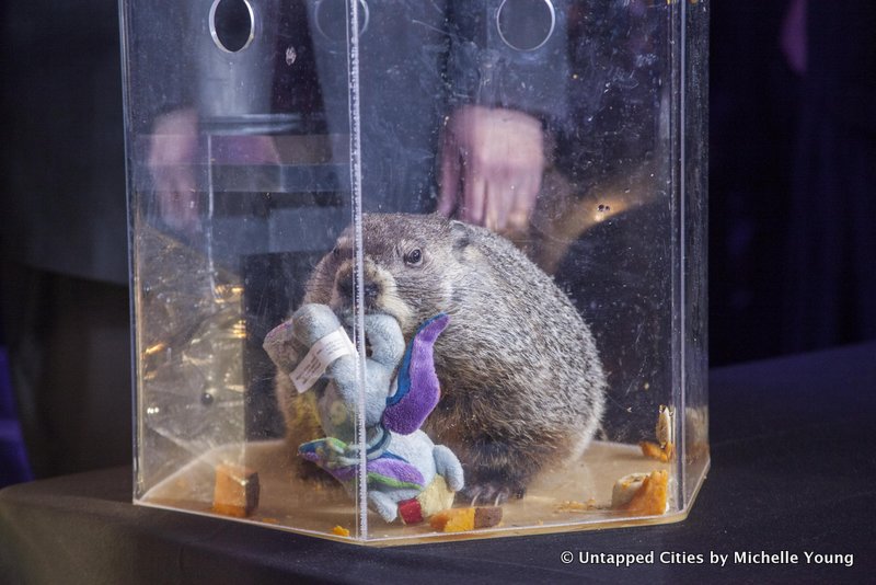 Groundhog-Staten Island Chuck-Ripleys Believe it or Not-New Year's Eve Centennial Ball-Times Square-NYC_1