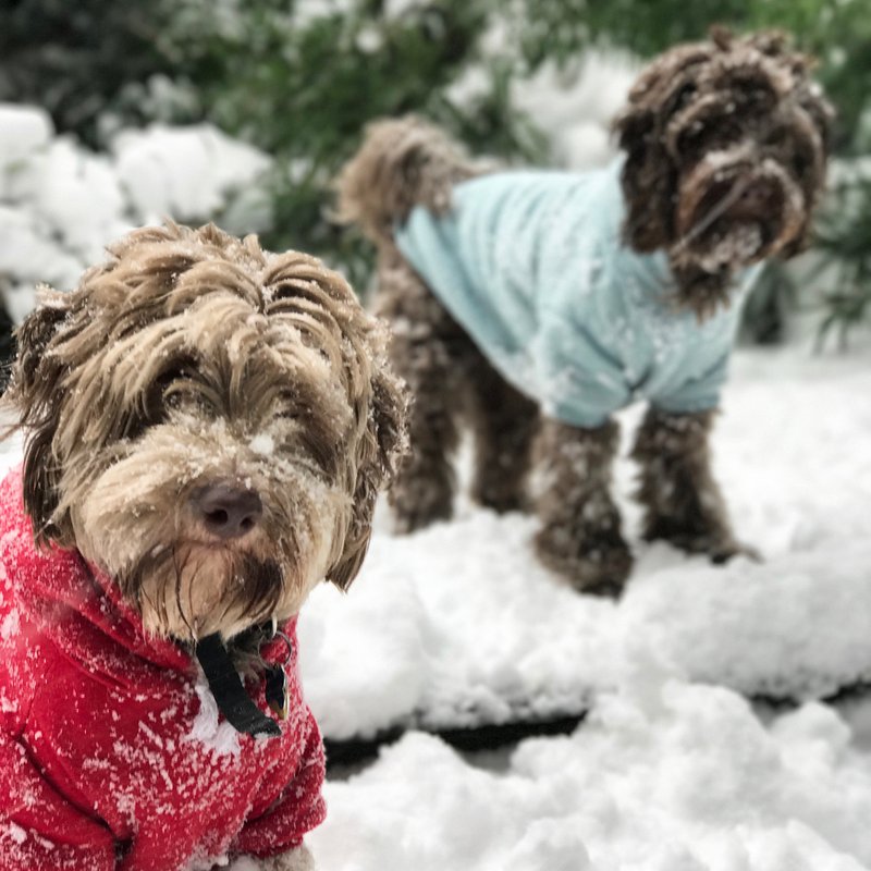 Snow Day-February 9 2017-Dogs-NYC-3