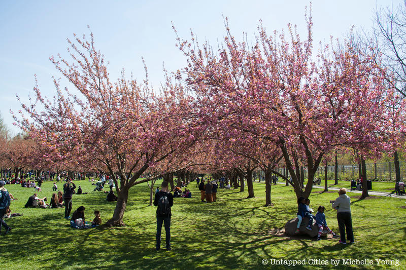 Brooklyn Botanic Garden Cherry Blossom trees