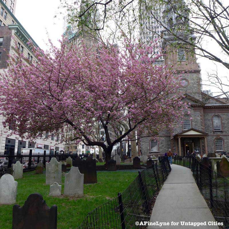 cherry blossom trees at St. Paul's chapel