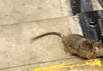 Rat on Subway stairs