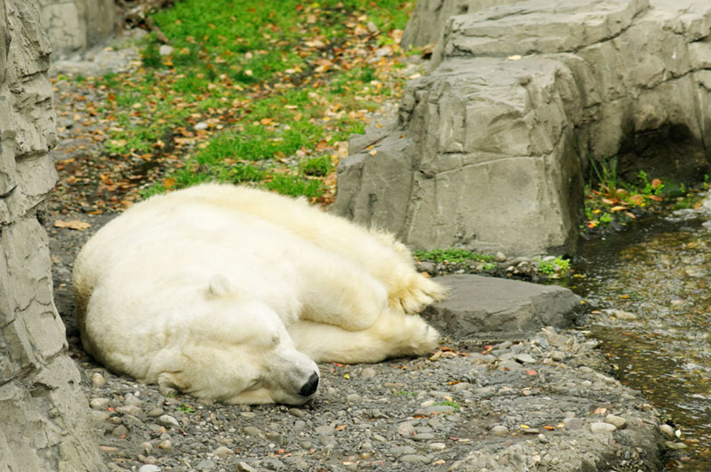 Gus the polar bear, one of NYC's famous animals