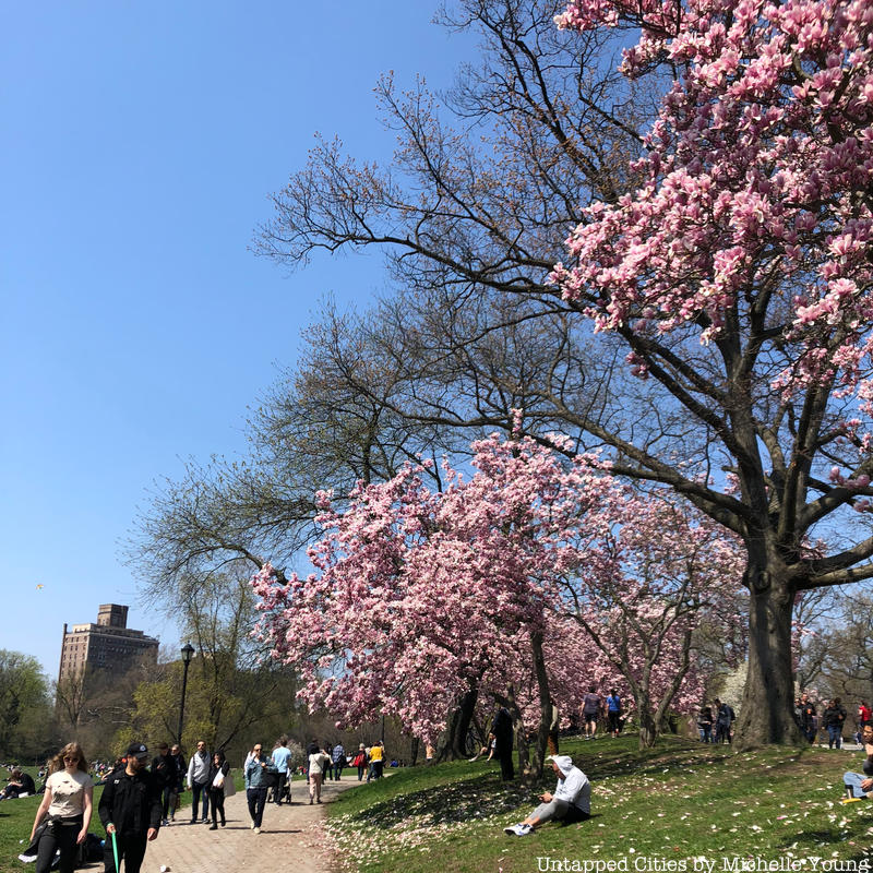 cherry blossom trees in Prospect Park