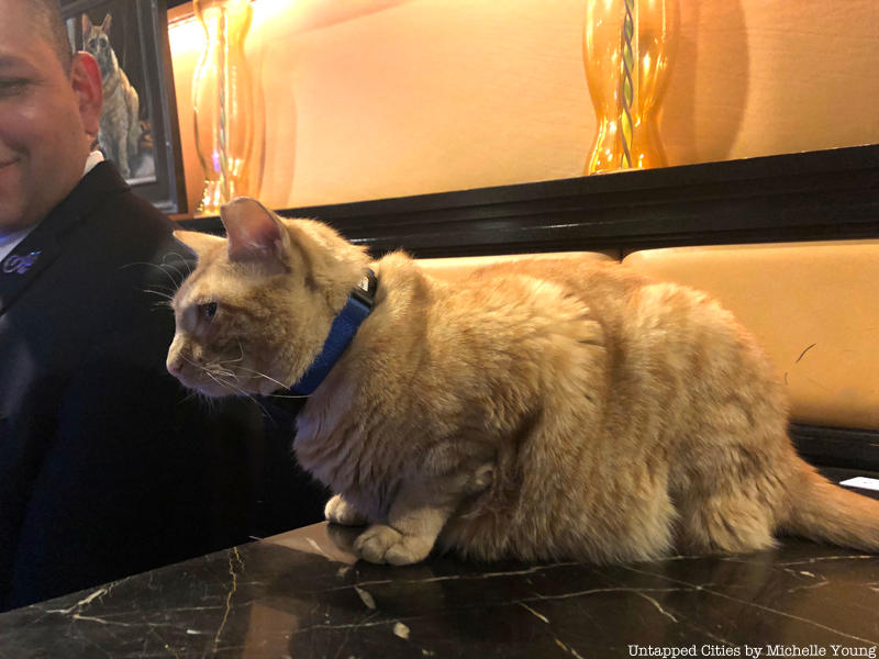 Meet Hamlet The Algonguin Hotel's New Residential Cat Untapped New York