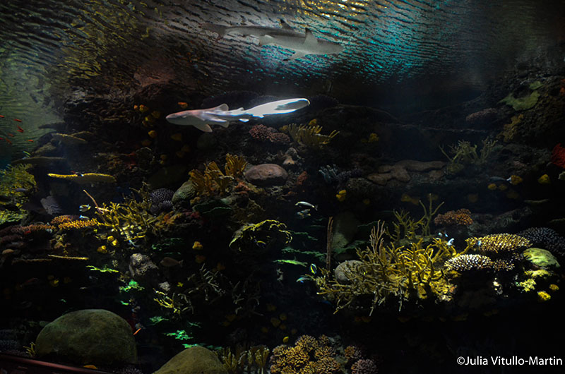 Lagoons and reefs » Exhibition with Zig & Sharko at the Aquarium