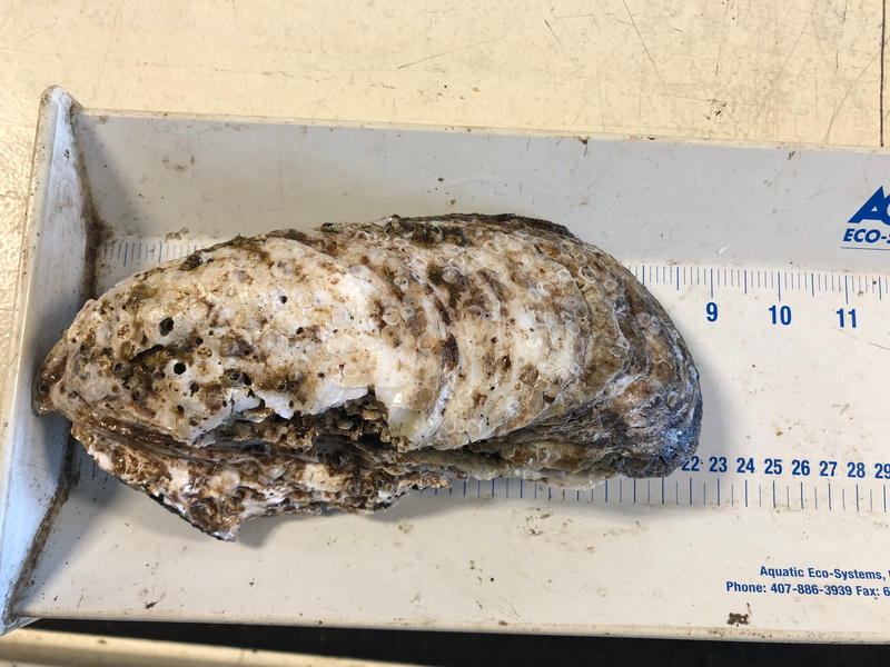A large oyster