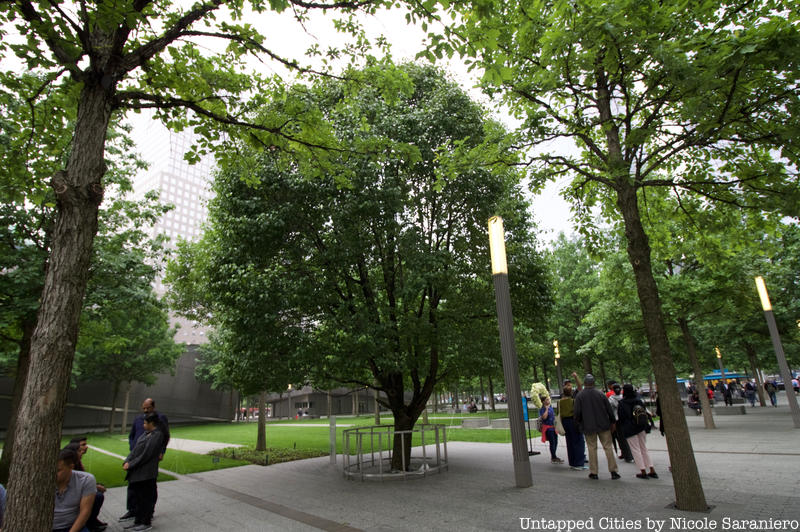 The Survivor Tree at the World Trade Center